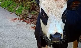 Rüyada Öküz Görmek Ne Anlama Gelir?