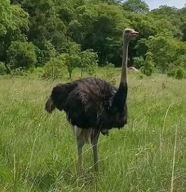 Rüyada deve kuşu görmek