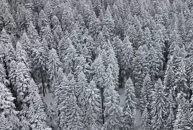 Çam ağacı faydaları nelerdir ?