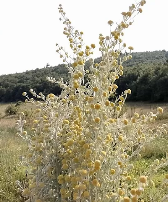 Acı Pelin otu yağı