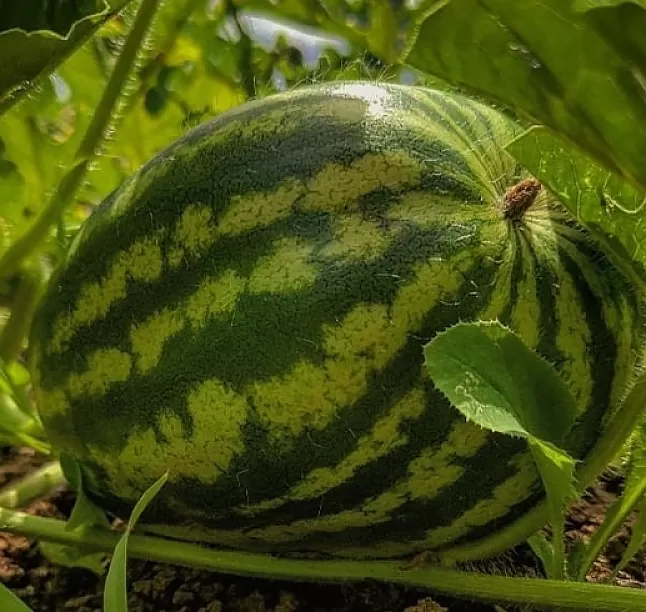Rüyada Karpuz Görmek Nasıl Yorumlanır ?