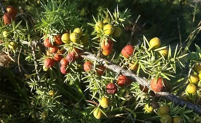 Ardıç Otu Faydaları Nelerdir? Ardıç Otu Neye İyi Gelir ?