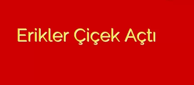 Erikler çiçek açtı kitap özeti