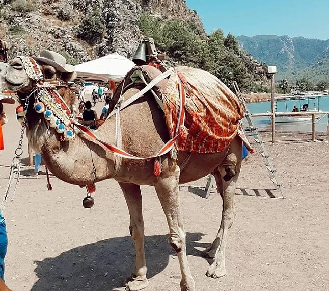 Rüyada deve görmek nasıl tabir edilir ?