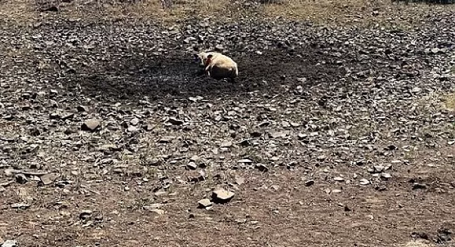 Rüyada Kuraklık Görmek Ne Demek,Neye Yorumlanır? 