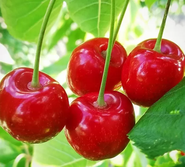 Rüyada Kiraz Görmek Ne Demek ?