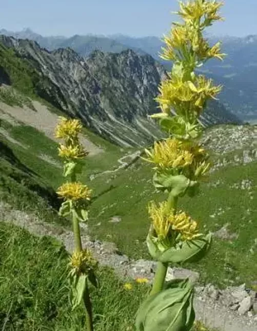 Centiyane(Gentiane lutea) Bitkisi Faydaları Nelerdir?