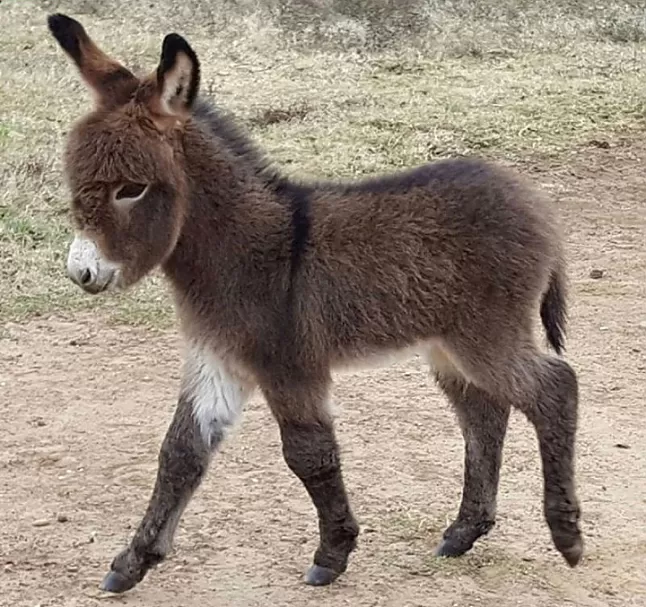 Rüyada Sıpa Görmek Nedir ?