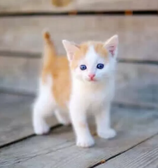 Rüyada Kedi Görmek Ne Anlama Gelir?