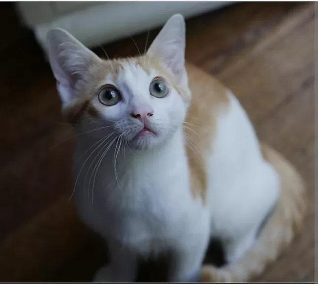 Rüyada Kedi Görmek Nedir ?
