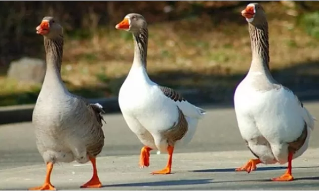 Rüyada Kaz Görmek Nedir?Ne Anlama Gelir?