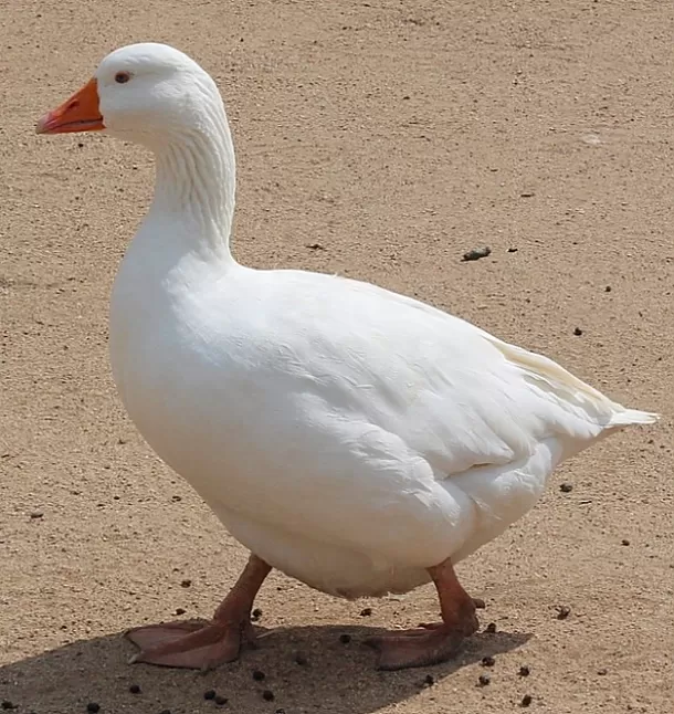 Rüyada Kaz Görmek Nasıl Yorumlanır ?