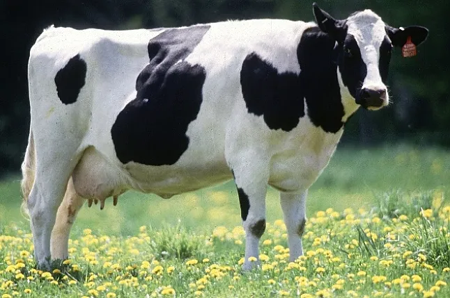 Rüyada İnek Görmek Ne Anlama Gelir?