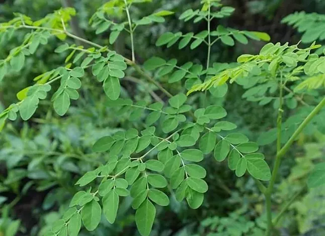 Moringa Çayı Nedir?