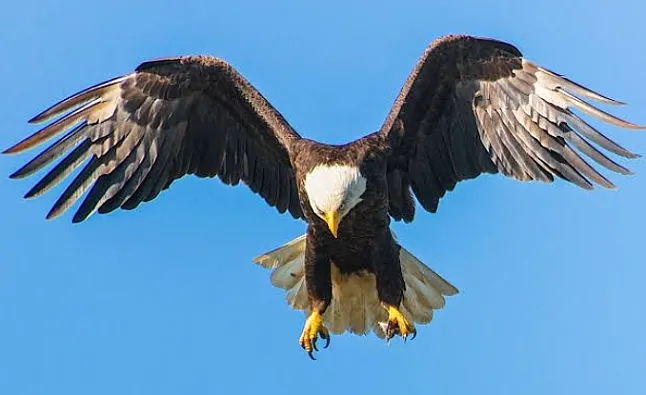 Rüyada Kartal Görmek Nedir?