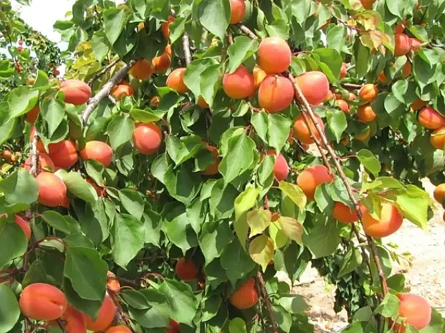 Rüyada Kayısı Ne Anlama Gelir?