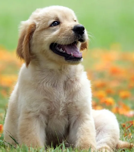 Rüyada Köpek Görmek