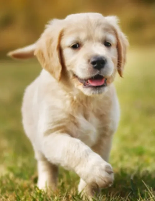 Rüyada Köpek Görmek