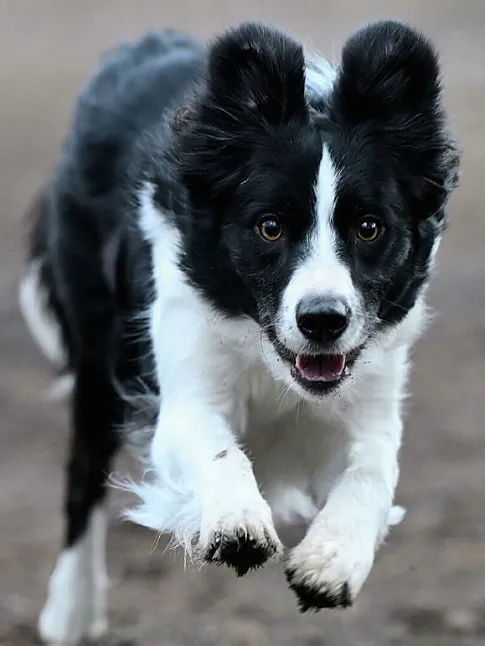 Rüyada Köpek Görmek