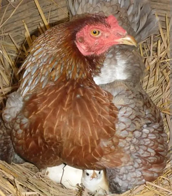 Rüyada Kuluçka Görmek