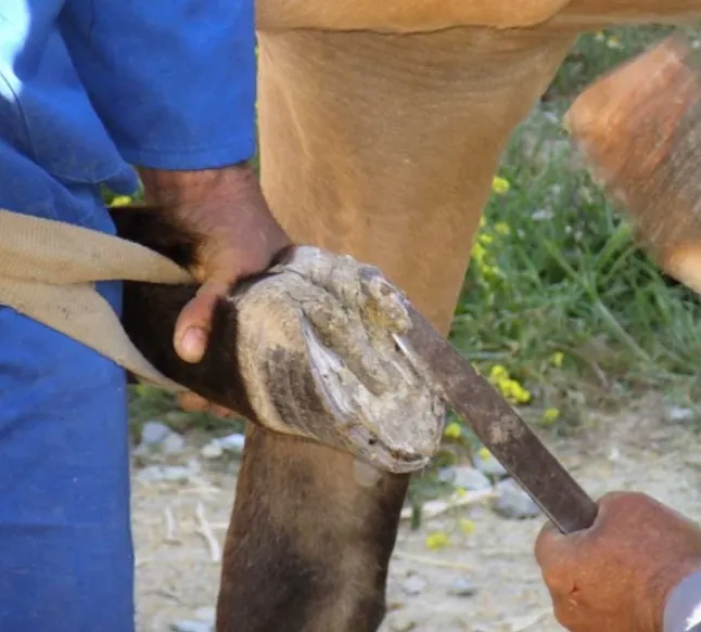 Rüyada Nalbant Görmek Ne Demek, Neye Yorumlanır?