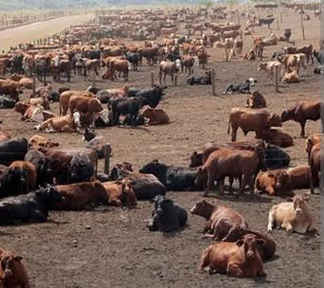 Rüyada Sığır Çobanı Görmek Ne Anlama Gelir?