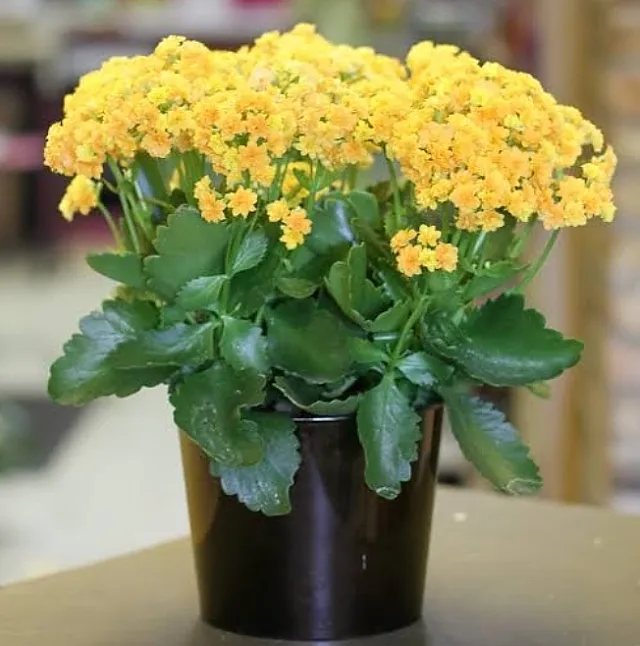 Kalanşo (Kalanchoe) çiçeği