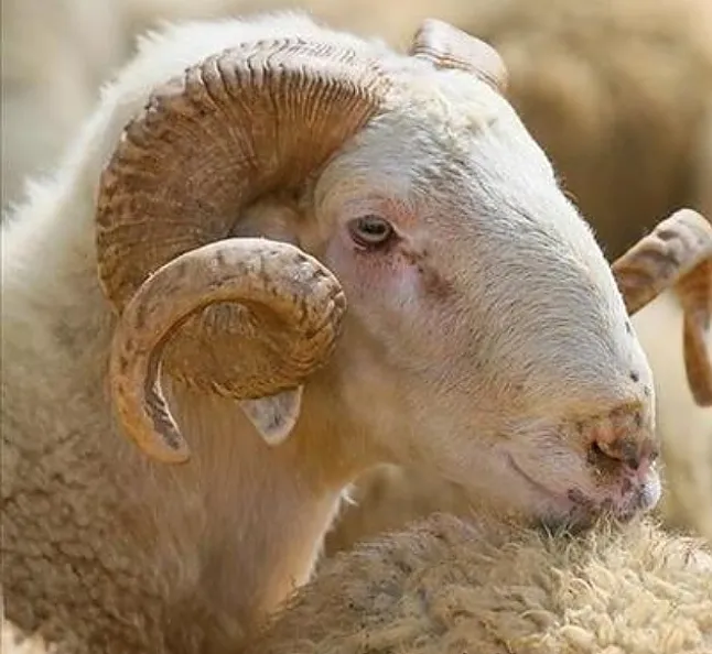 KURBAN BAYRAMI NE ZAMAN? 2022 