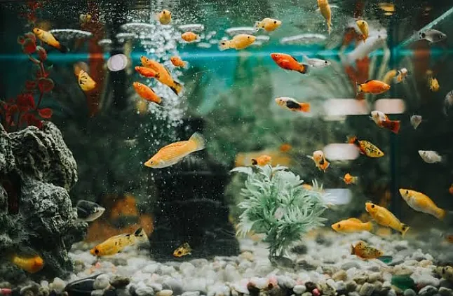 Akvaryum Balık Türleri Nelerdir ?