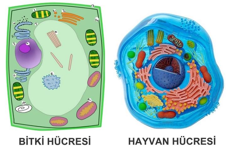 Bitki Ve Hayvan Hücresi Arasındaki Farklar Nelerdir?
