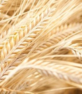 Arpa Nedir ? Arpa Ne İşe Yarar?