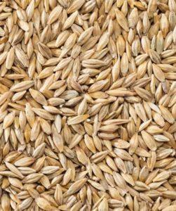 Arpa Nedir ? Arpa Ne İşe Yarar?