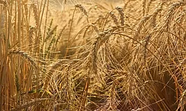 Rüyada Buğday Görmek Ne Anlama Gelir?