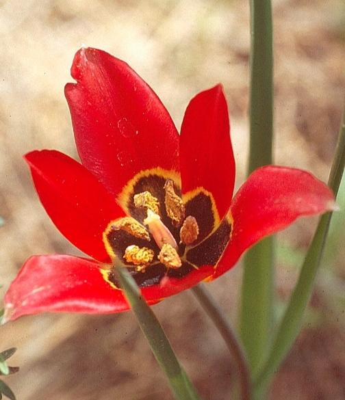 Dağ lalesi nedir?