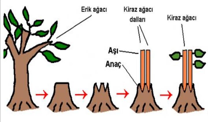 Çelikle Üreme Nedir?