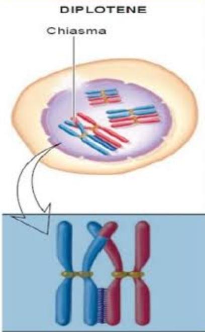 Diploten nedir?