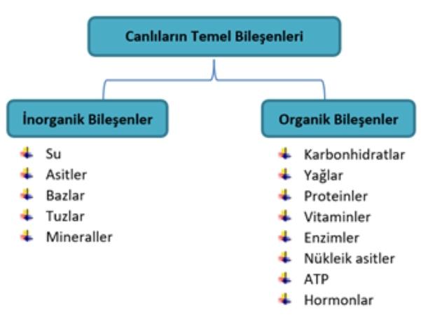 Canlıların Temel Bileşenleri Nedir?