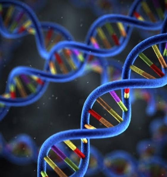 RNA Nedir Ne İşe Yarar?