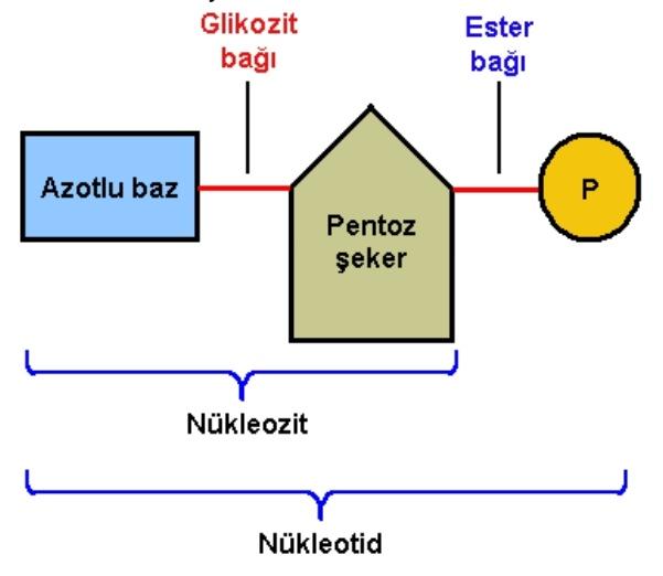 Nükleik asitler nelerdir?