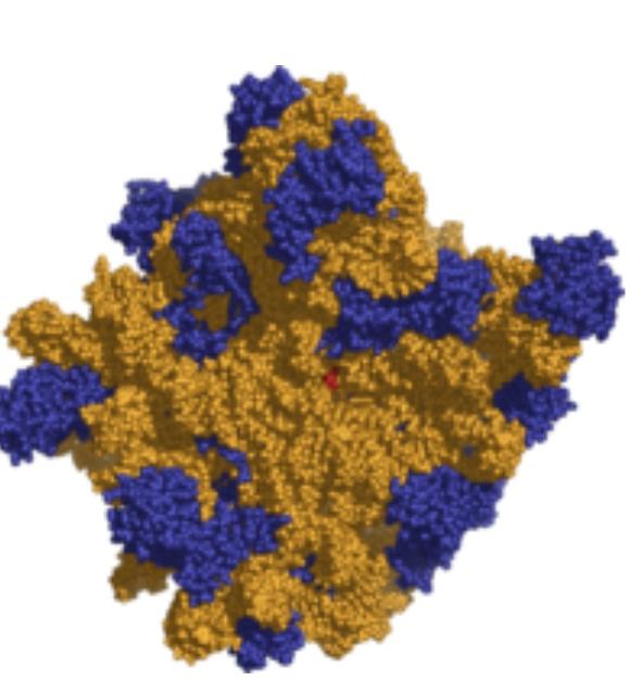 Ribozomal RNA (rRNA) nedir?