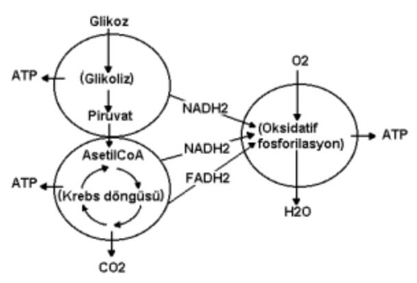 Oksidatif fosforilasyon nedir?