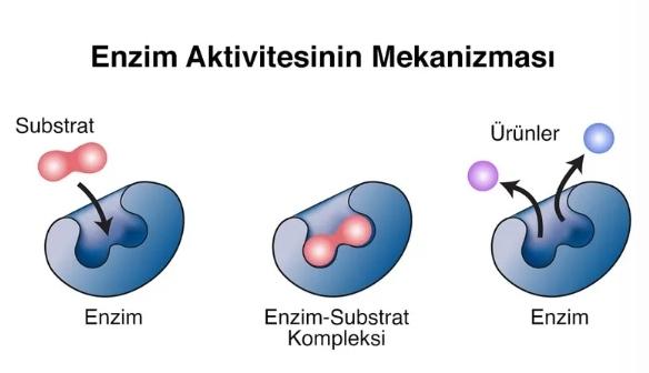 Enzim Nedir Ve Ne İşe Yarar?