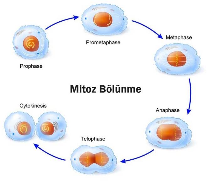 Mitoz Bölünme Nedir?