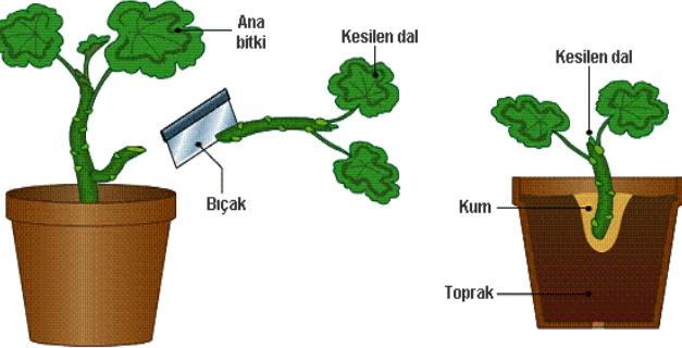 Çelikle Üreme Nedir?