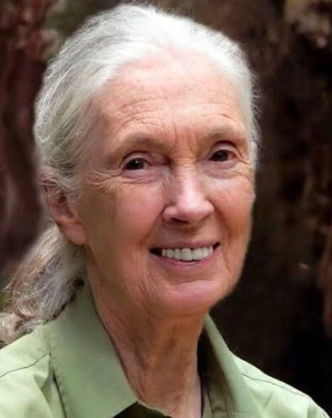 Jane Goodall Kimdir?