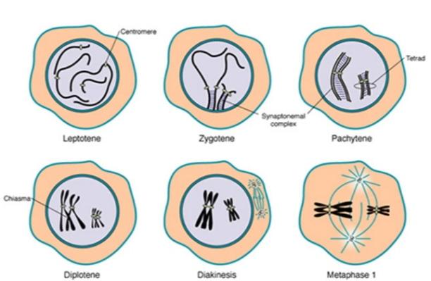 Leptoten Nedir?