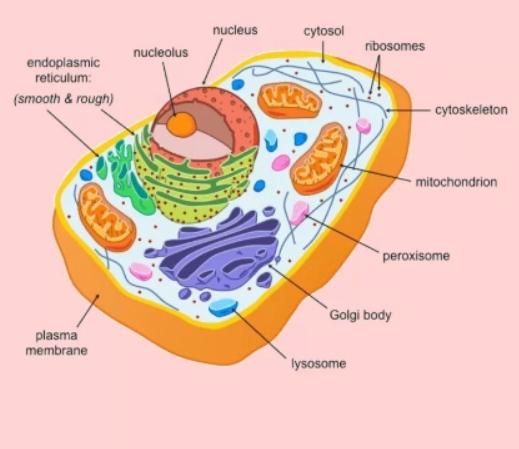 Ökaryot hücre nedir?