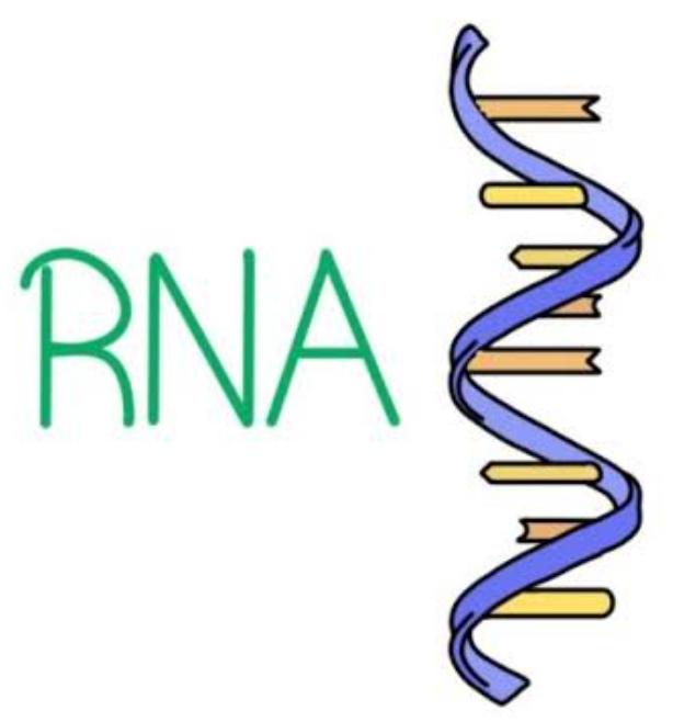 RNA Nedir Ne İşe Yarar?