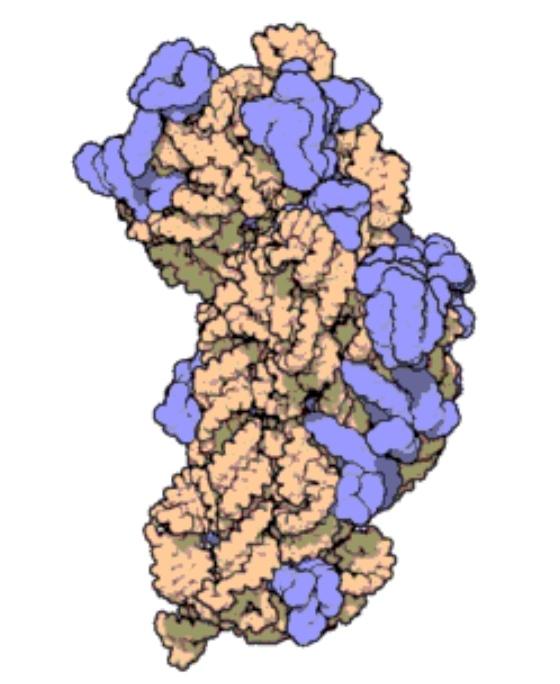 Ribozomal RNA (rRNA) nedir?