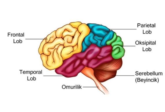 Beynin Bölümleri Ve Görevleri Nelerdir?